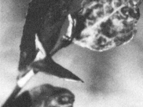 Blueberry ring spot virus