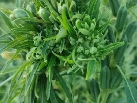 Cotton virescence