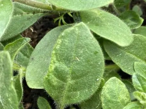 Petunia tombusvirus