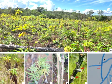 Cassava witches' broom