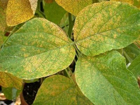 Bean rust