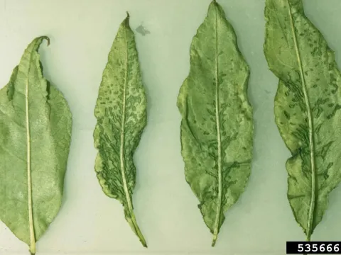 Plum mosaic virus