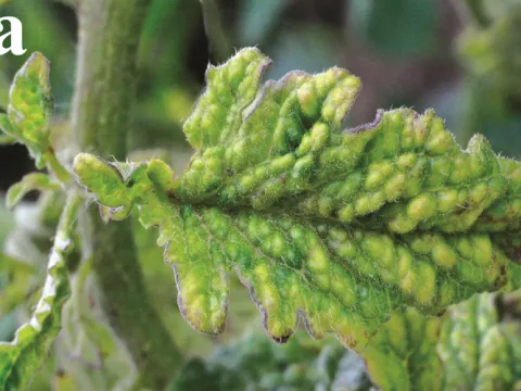 Potato virus X