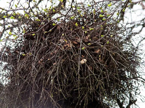 Walnut witches broom