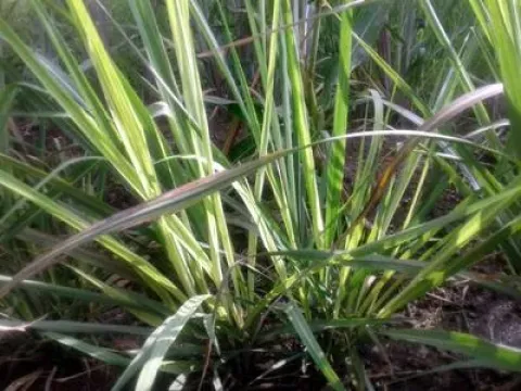 Sugarcane grassy shoot