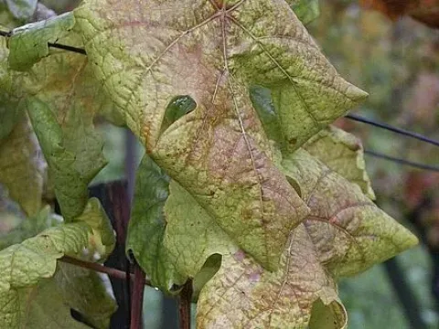 Flavescence dorée