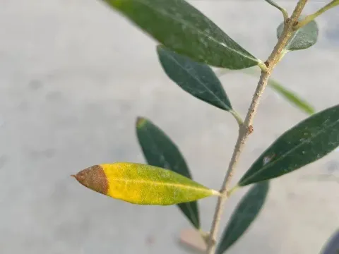 Olive yellows