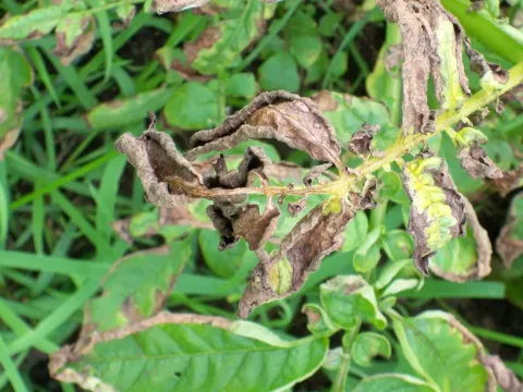 Potato marginal leaf burn