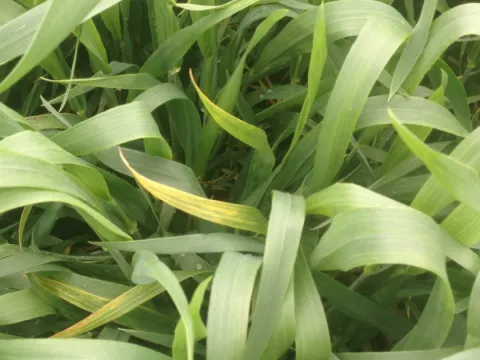 Barley yellow dwarf