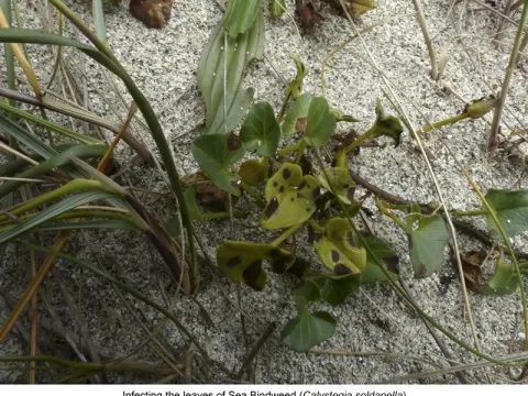 Septoria leaf spot of bindweed