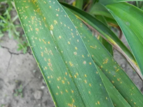 Daylily rust