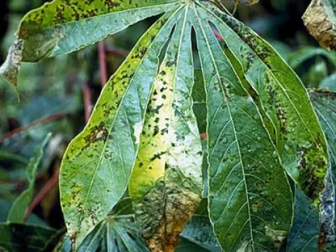Cassava bacterial blight