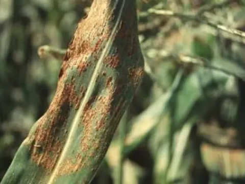 Southern corn rust