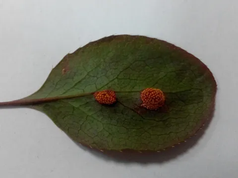 Dwarf leaf rust