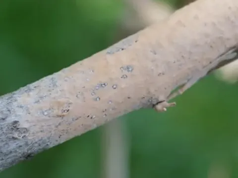 Эритрициум лососевый