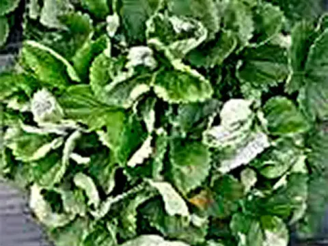 Strawberry powdery mildew