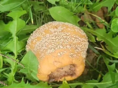 Азиатский монилиоз
