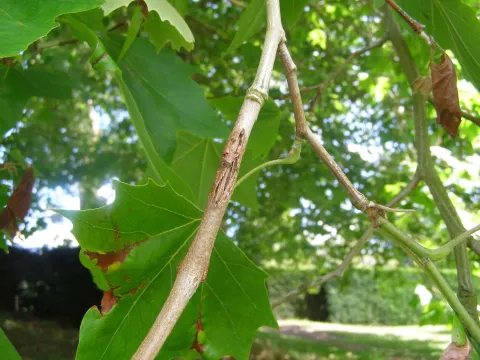 Apiognomonia