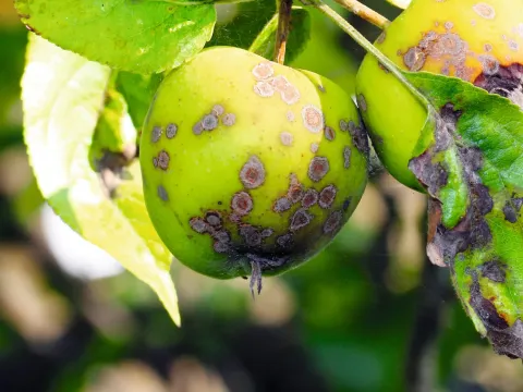 Apple scab