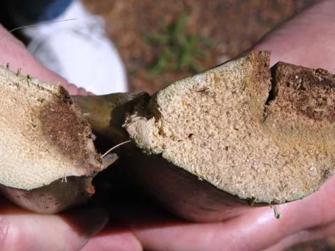 Fusarium wilt of date palm