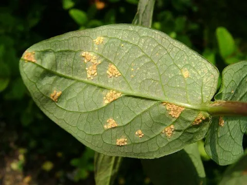 St. John's wort rust