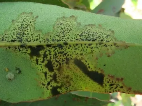Kirramyces