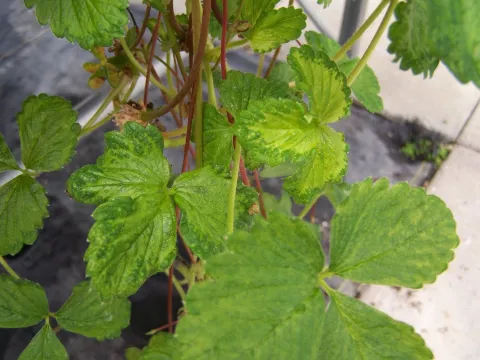 Strawberry pallidosis