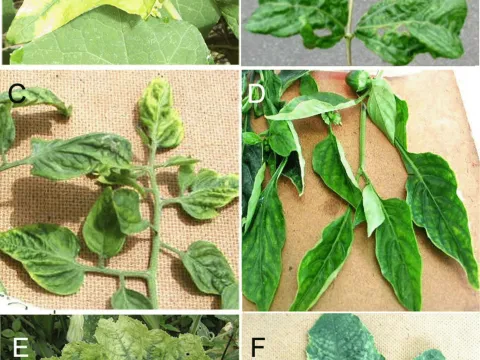 Cucumber chlorotic spot virus