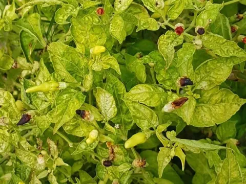 Pepper mosaic