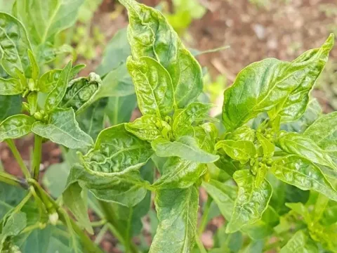 Вирус курчавости верхушки перца