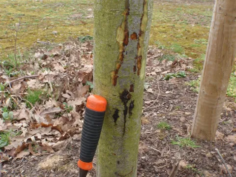 Phytophthora root rot of alder
