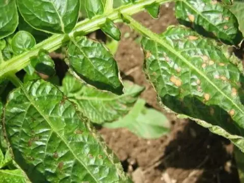 Potato leafroll virus