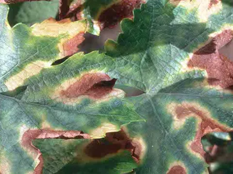 Phaeoacremonium