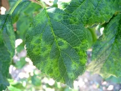 Вирус шарки сливы