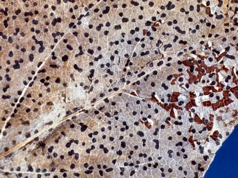 Willow leaf spot