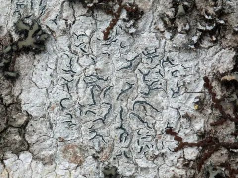 Артония лучистая