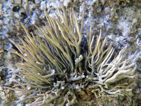 Roccella fuciformis