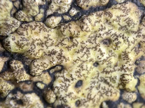 Enterographa crassa