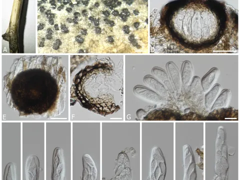 Dothiora canker
