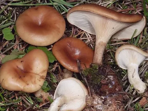 Tawny funnel