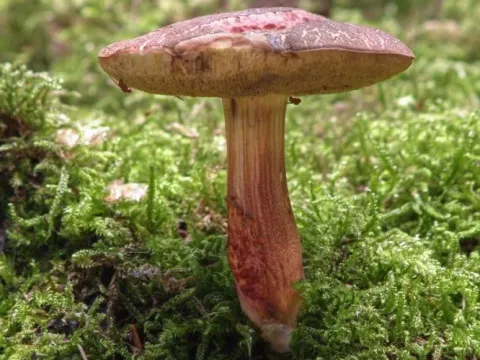 Xerocomus chrysenteron
