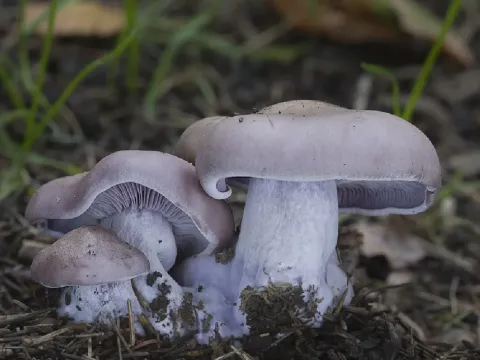 Wood blewit