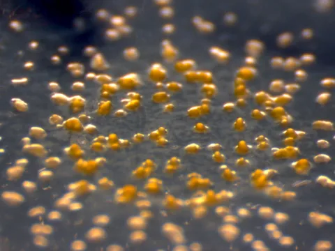 Myxobacteriosis