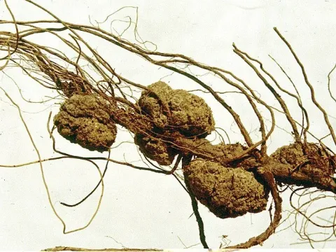 Crown gall