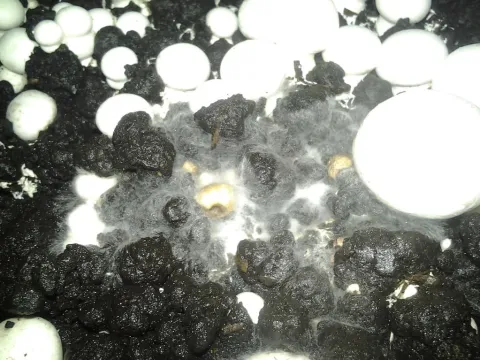 Cobweb disease of mushrooms