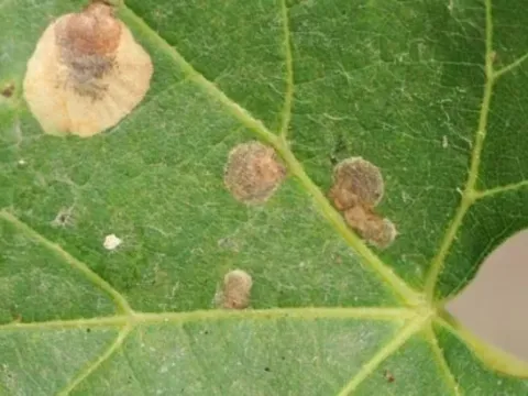 Cercospora leaf spot of grape