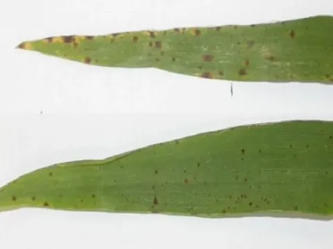 Ramularia leaf spot