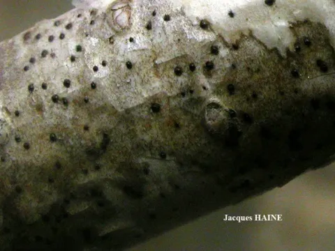 Naetrocymbe punctiformis