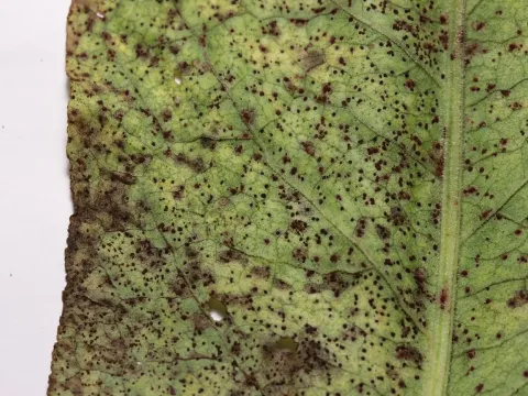 Sorrel rust
