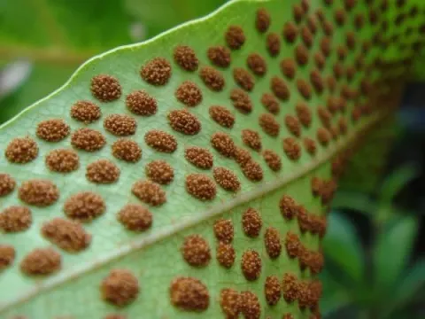 Micropeltidaceae